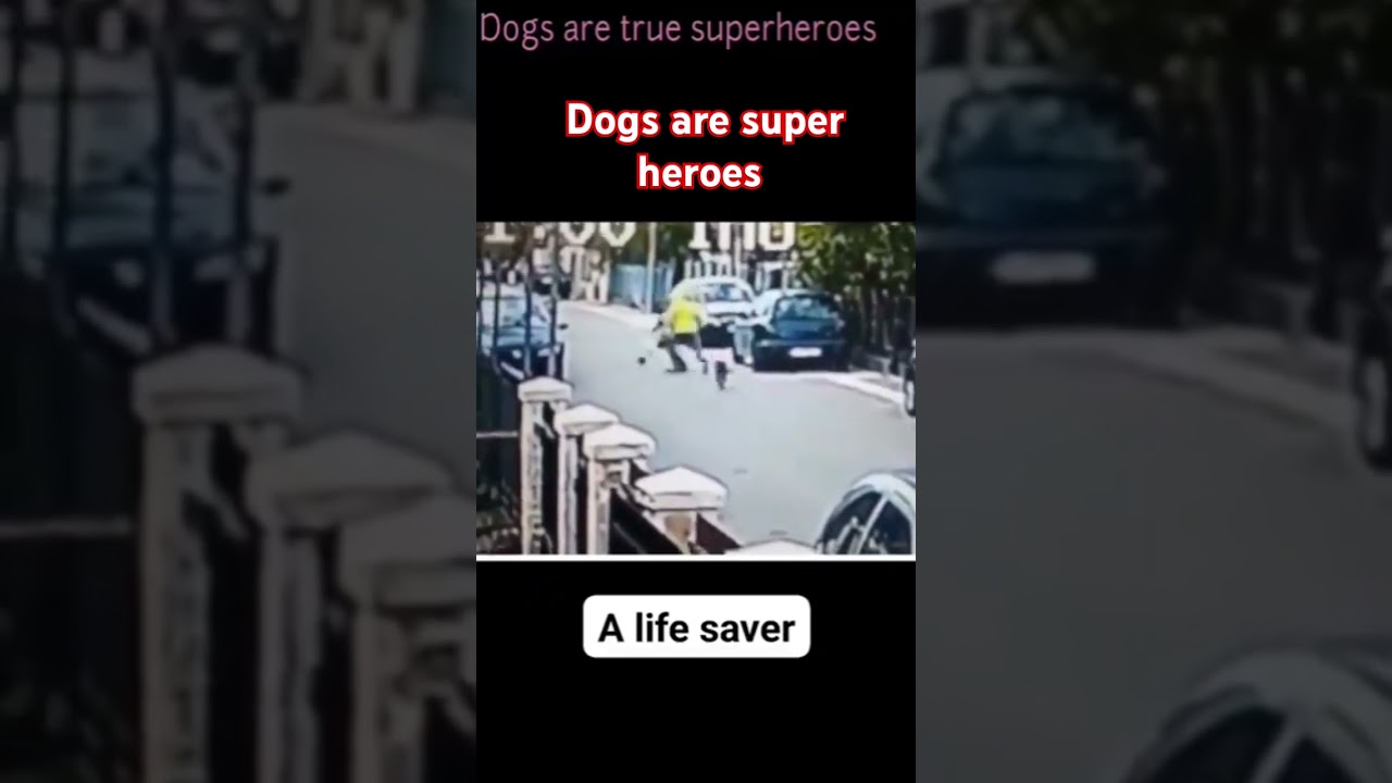 dogs are super heroes