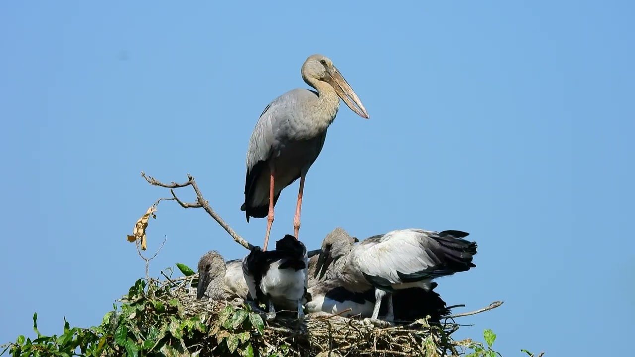 We Explored Bird Wild Hiding The Secret Of Nature For You  Bird Crane at Avian