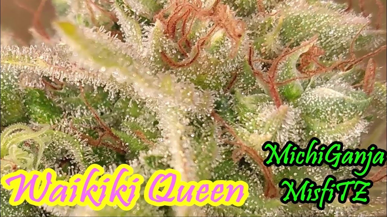 Waikiki Queen Week 9 Flower Pre Harvest