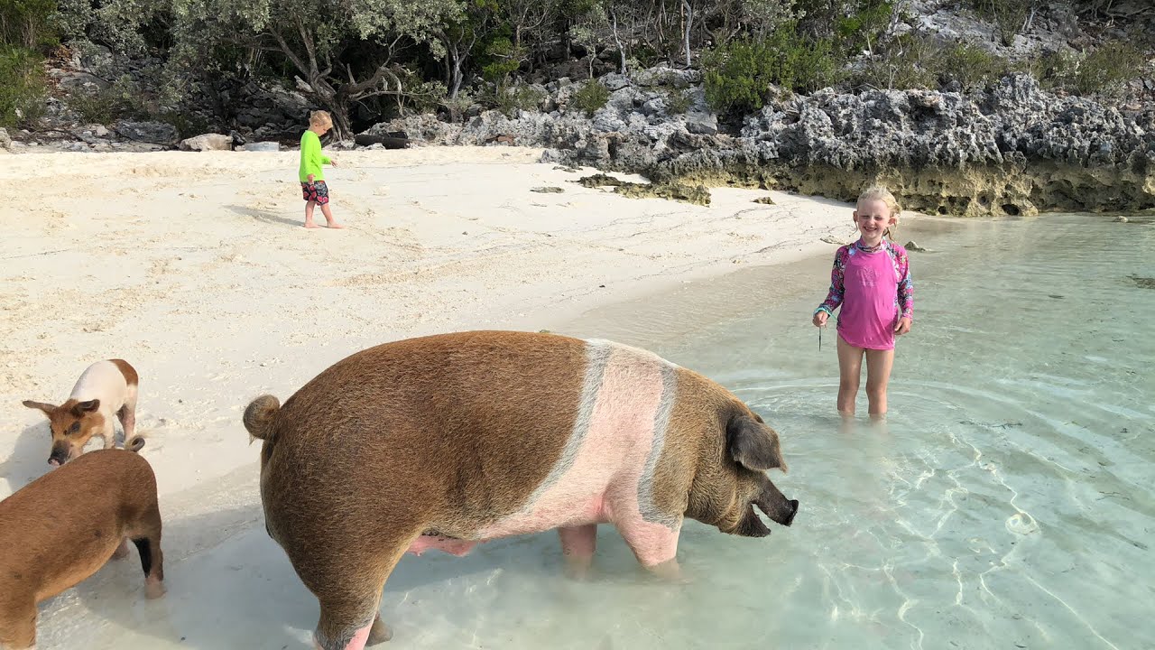 Pig Island in the Bahamas