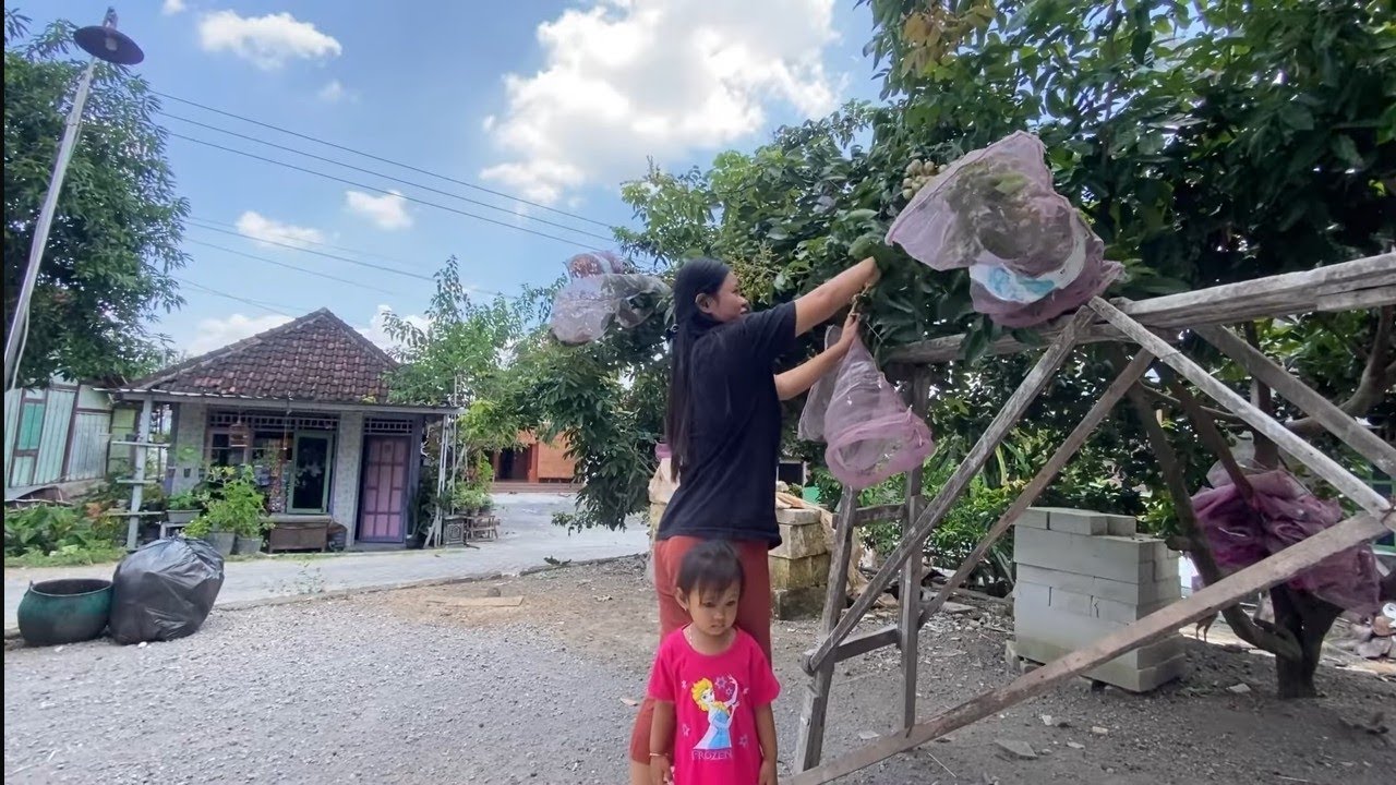 NGETERKE PESENAN KUKER MBA IDA (MANDOR )GAES !!!! MANTOK DIGAWANI KELENGKENG SAKMENE AKEHE