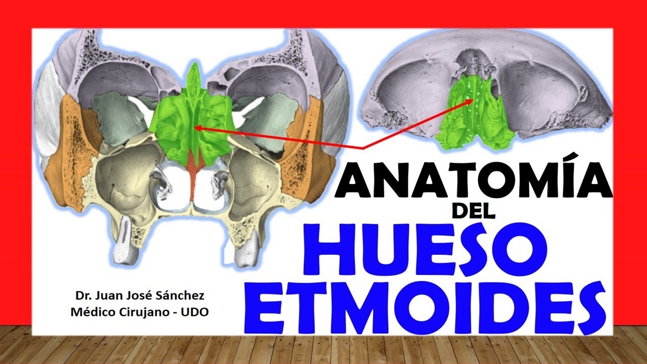 🥇 HUESO ETMOIDES, Anatomía. Fácil, Rápido y Sencillo