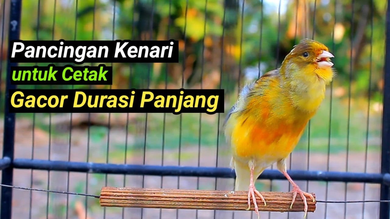 PANCINGAN KENARI GACOR NEMBAK PANJANG, SUARA BURUNG MASTERAN KENARI PAUD GACOR DURASI PANJANG #13