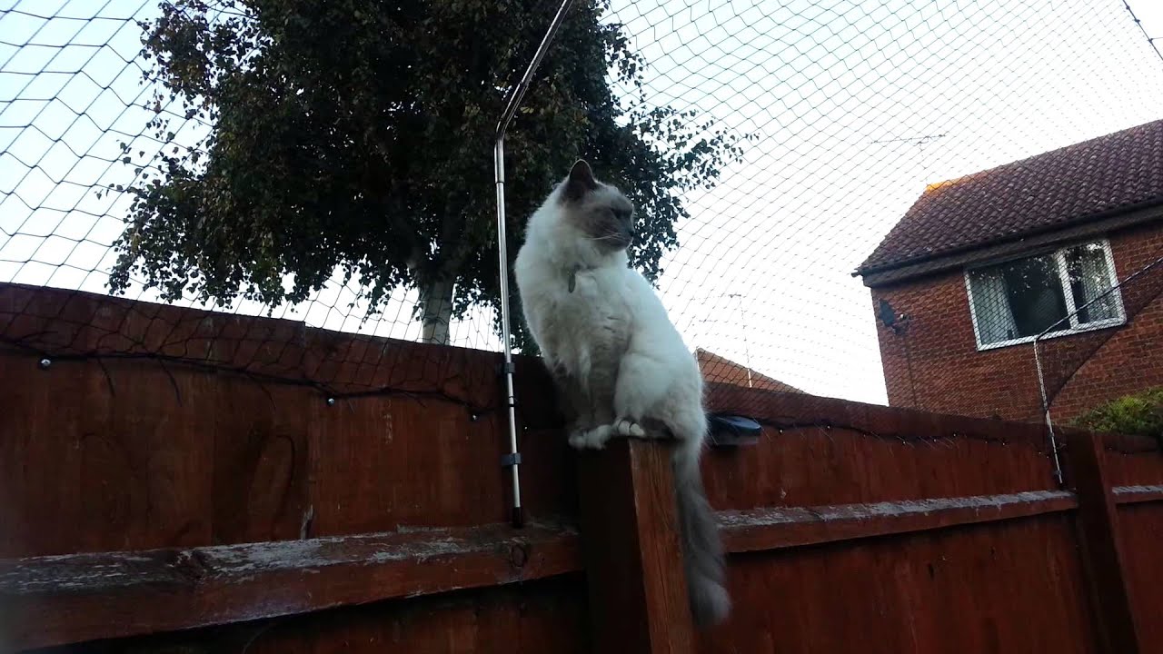 Cat fence is in place / Secura-cat/