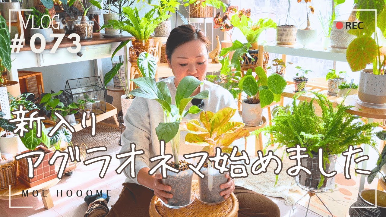 【新入り】アグラオネマ始めました（Vlog/073）