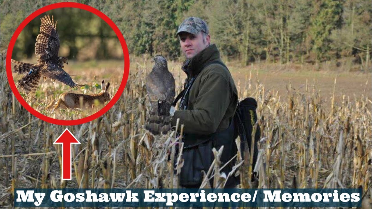 My GOSHAWK Experience, Flying & Hunting With Goshawks, Goshawking, Falconry Memories & Falconry Tips