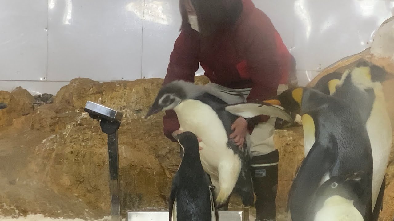 エンペラーペンギンのヒナちゃん🐧 大人🐧たちと一緒の展示場。体重測定