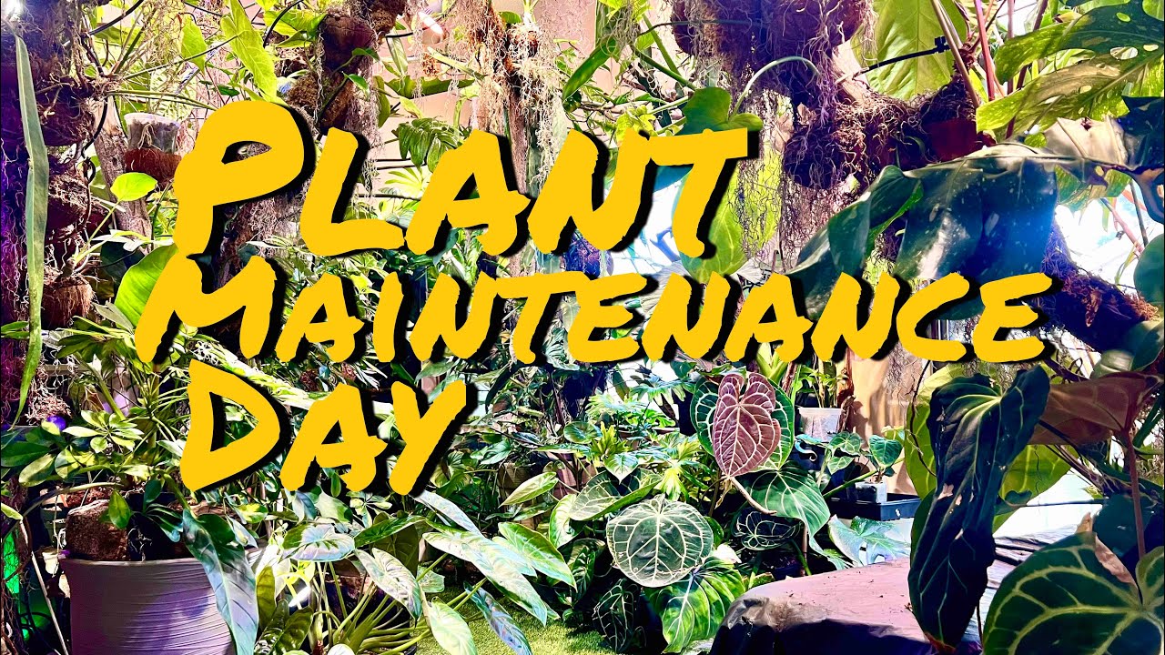 Morning Plant Maintenance Routine with some vibes!