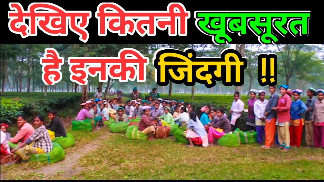 #Dooars : Life of tea worker ।। देखिए कितनी खूबसूरत  है इनकी जिंदगी  #teagarden #tea #bengal