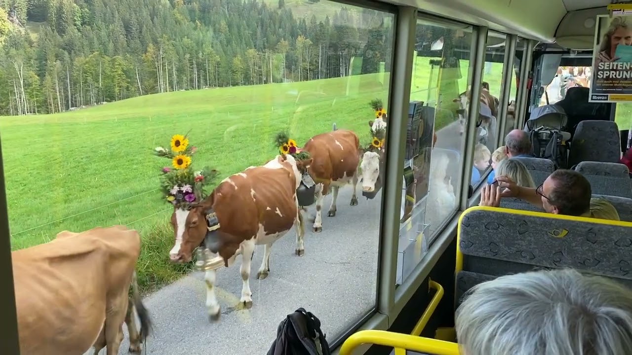 Ein Alpabzug im Gebiet Gantrisch / Gurnigel / Guggisberg / Plaffeien am Samstag, 30.09.23.
