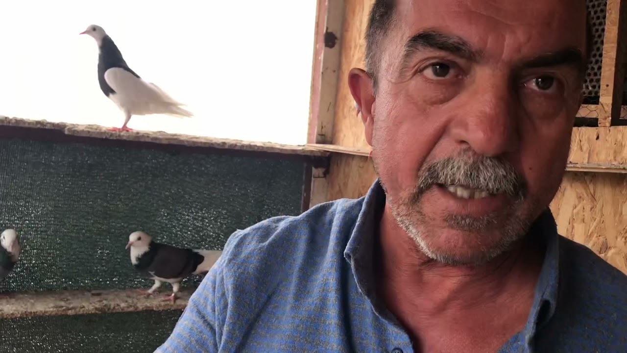 Bucadan YILDIRIM TAŞKIN ın kuşlarını aldık. Kalite isteyenler kaçırmasınlar bu akşam yayınımızı