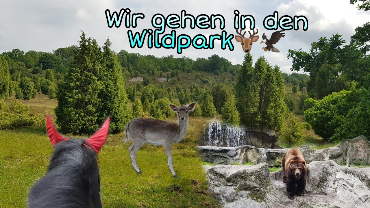 Tag 2 in der Lüneburger Heide🐎🍃