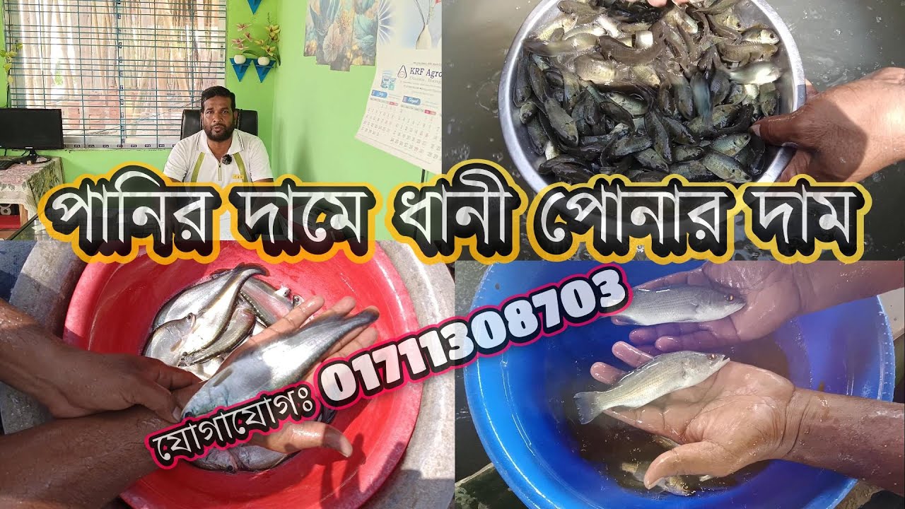 ধানী মাছ কিনুন পাইকারি মূল্যে কমদামে মাছের পোনা  রবি মৎস্য খামার  থেকে কিনুন