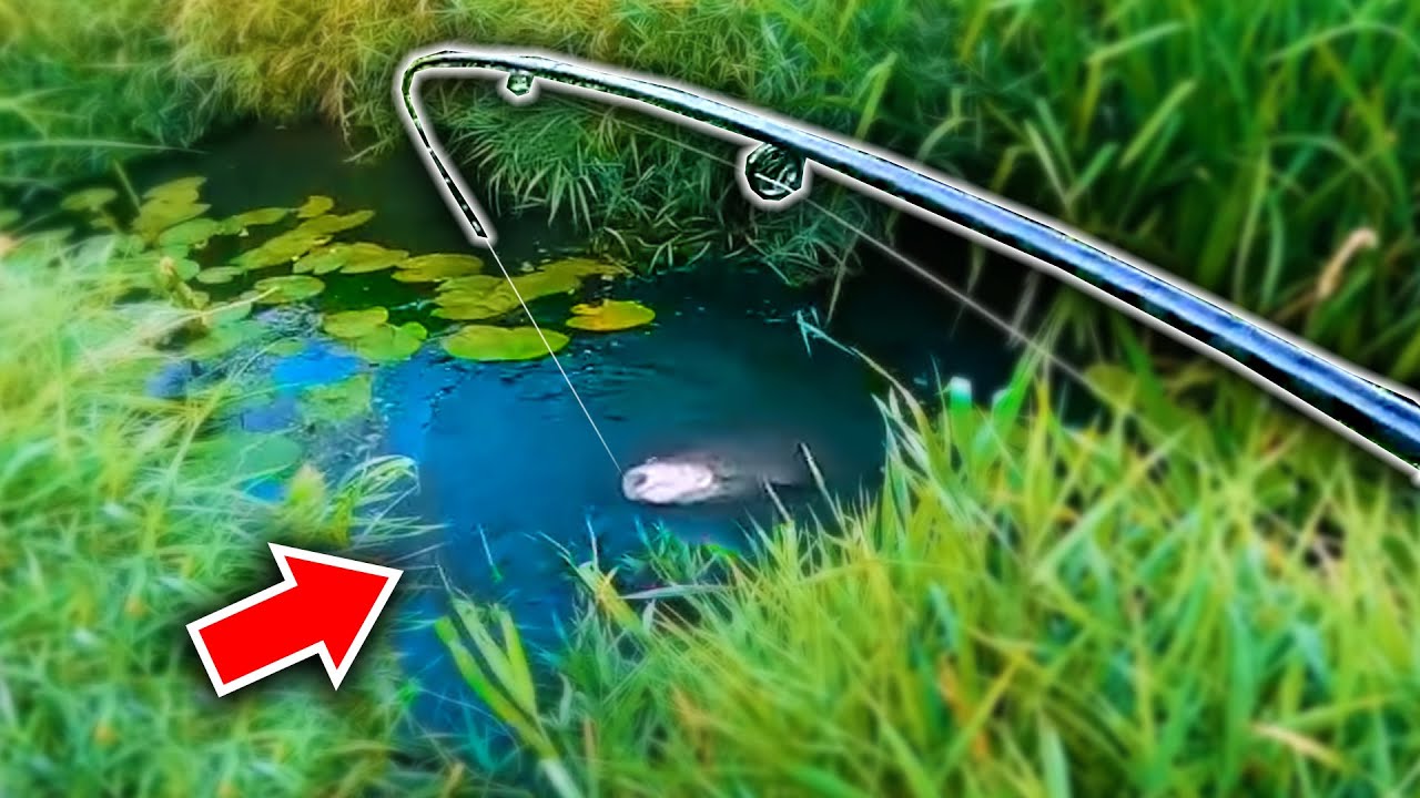Какая рыба обитает в этом КРОШЕЧНОМ ручье?!