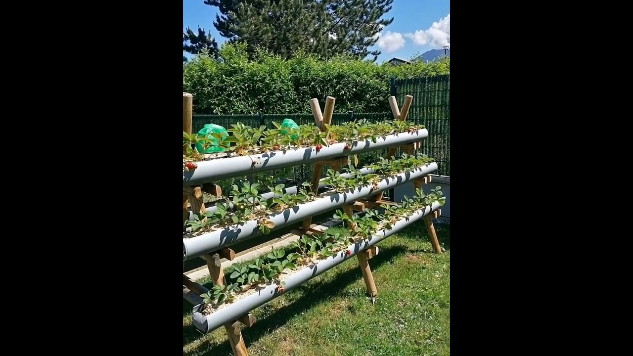 DIY PVC Strawberry Tower: How to Build a Vertical Garden for Maximum Yield, Trending Gardening Ideas