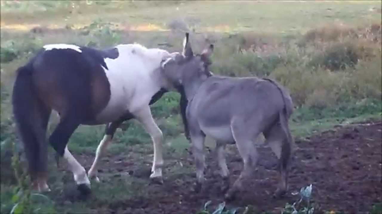 PONY and DONKEY DOING SOME AWESOME PLAYING!!!
