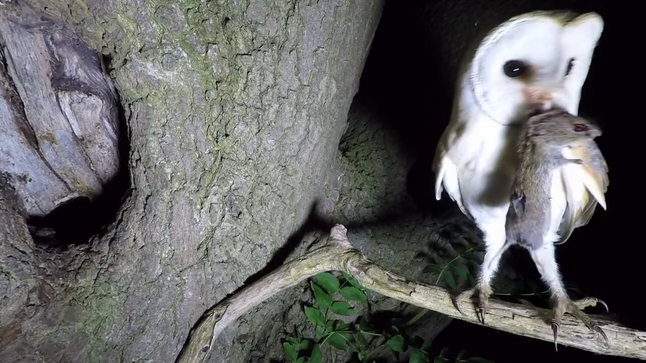 Barn owl with prey