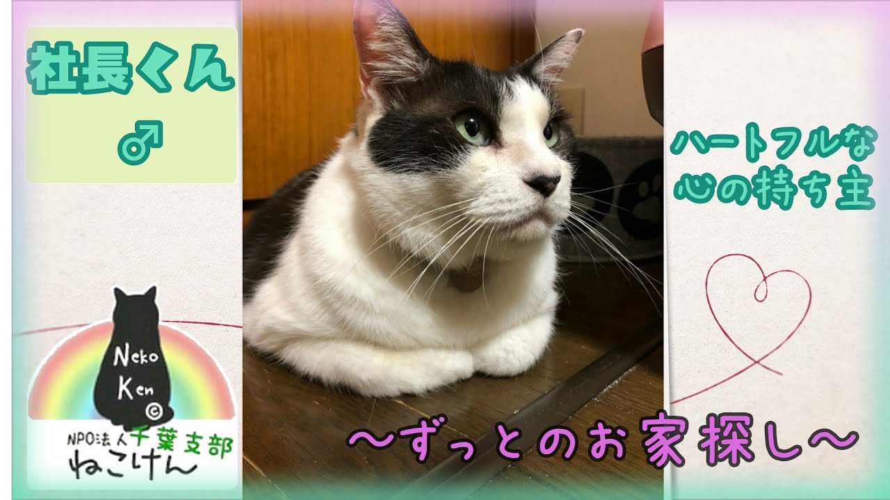 癒し系の【社長くん】ずっとの家族探し中〜