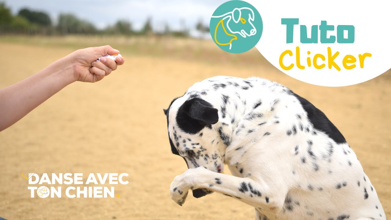 Apprendre simplement le CLICKER avec son chien