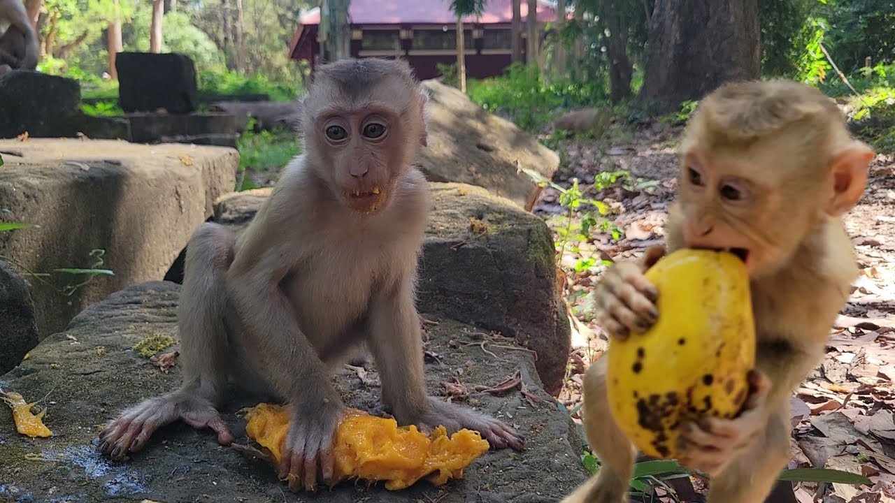 Feeding mangoes to the lovely monkey Lilo, Mollie and other lovely monkeyfor snacks💗🐒
