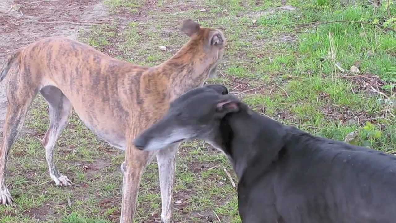 With other Spanish greyhound racing (just adopted first release)