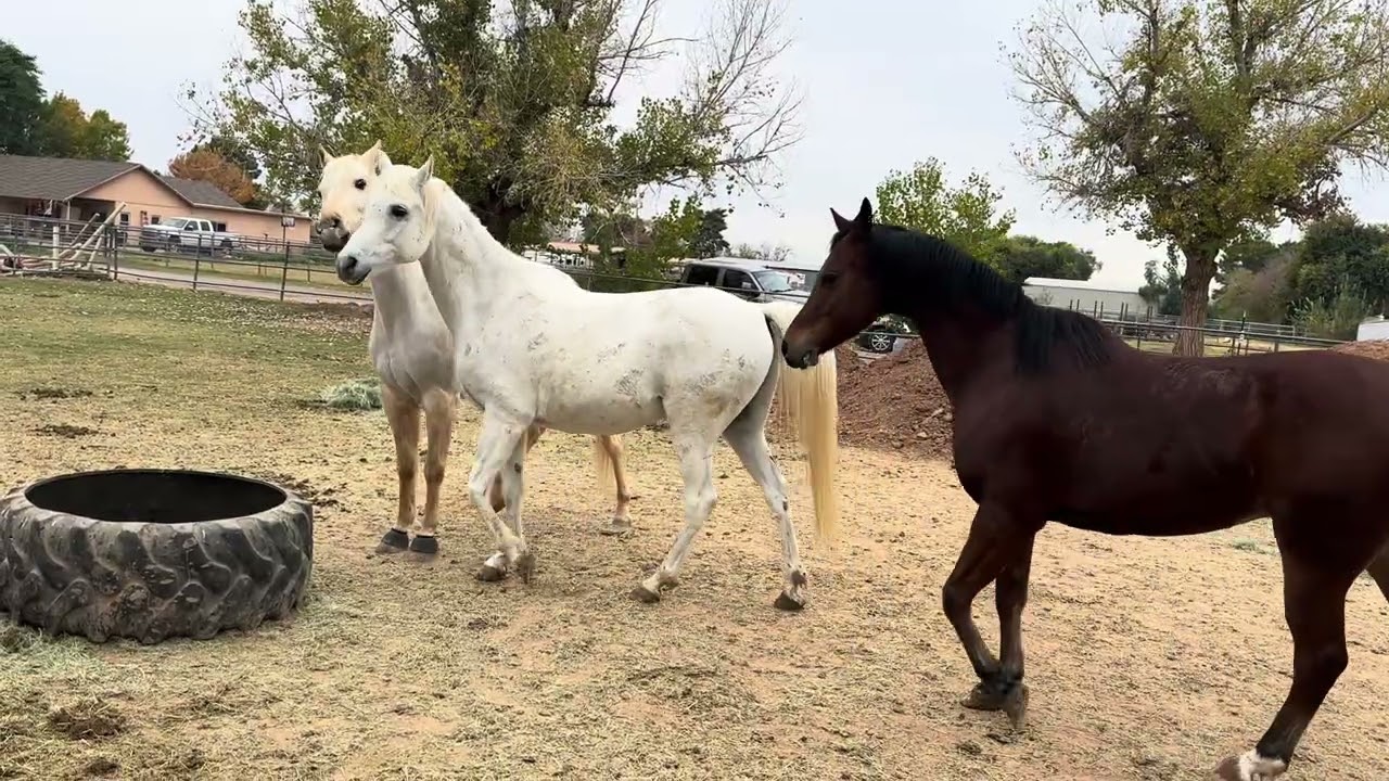 Firefly makes new friends in Arizona! 