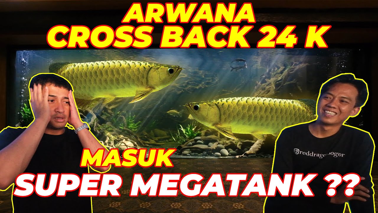 BABY SULCATA DI TUKAR ARWANA CROSS BACK 24K JUMBO UNTUK SUPER MEGATANK ??