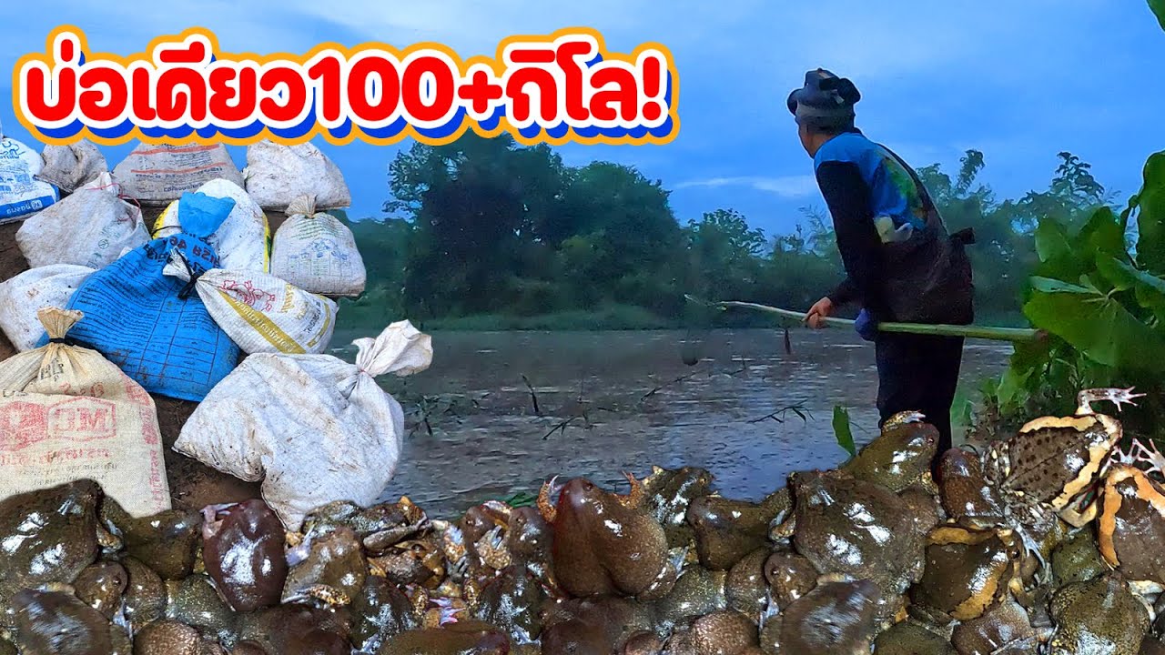 ไม่น่าเชื่อ‼️จับอึ่งเผ้า บ่เดียว100+กิโล ทั้งจับทั้งตักไม่รู้มาจากไหน เยอะจริงๆ??(พร้อมทีมงาน)