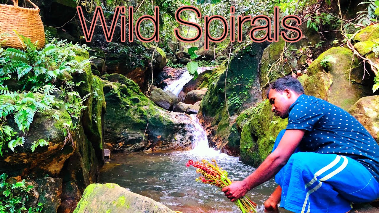 From Forest to Kitchen 🌿 | Wild Spirals Village Curry |Village Secret Recipe 🍀