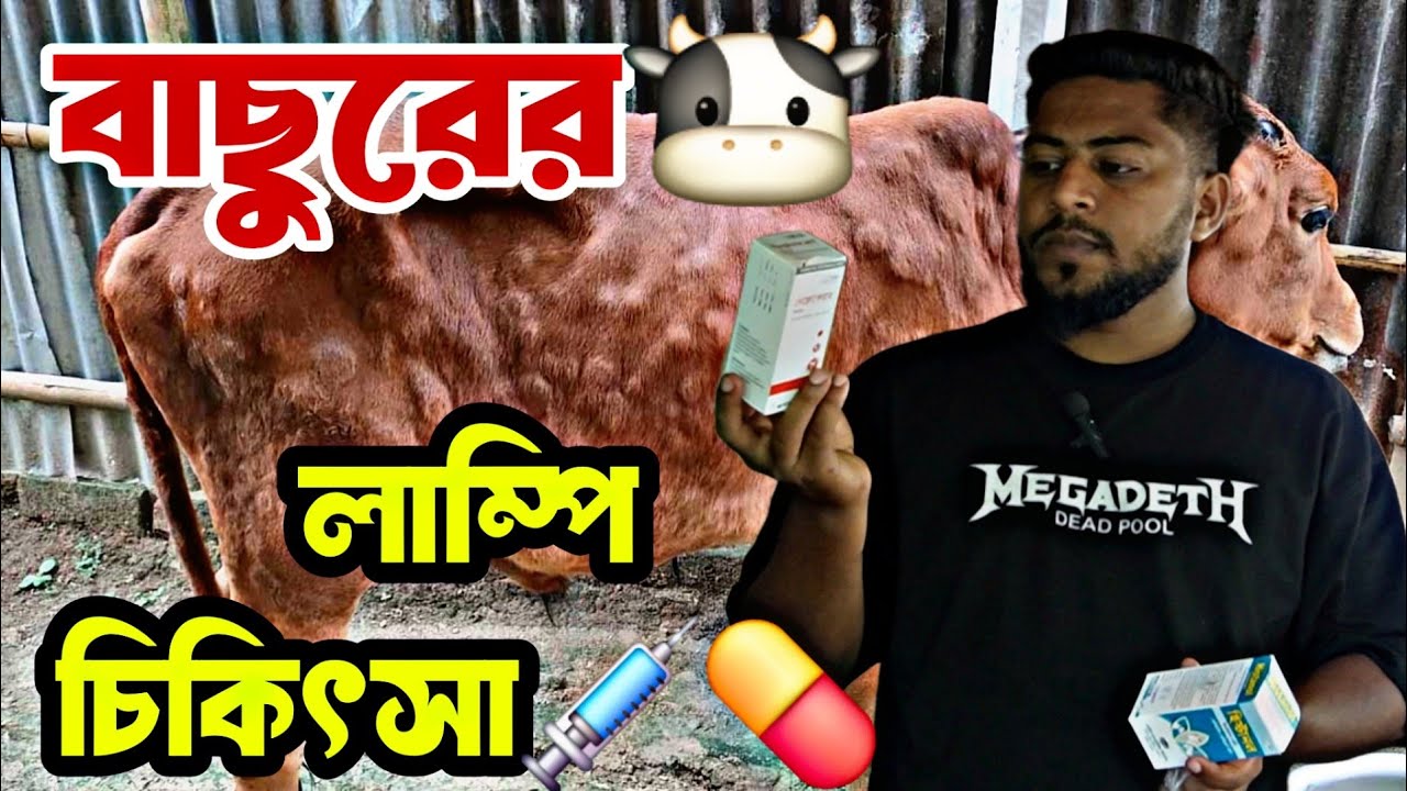 বাছুরের  লাম্পি/স্কিন ডিজিজ হলে কি চিকিৎসা নিবেন? বিস্তারিত ভিডিওতে।।