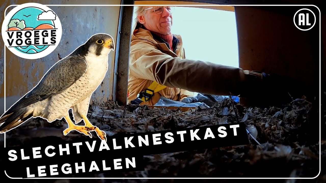 Wat zit er in de slechtvalknestkast?  | TV | Vroege Vogels