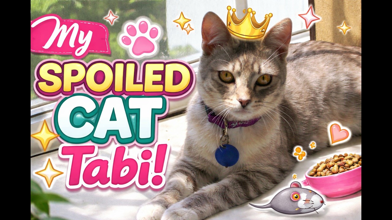 When your Cat is spoiled! My cat always gets her own way! Most spoiled cat in the world!
