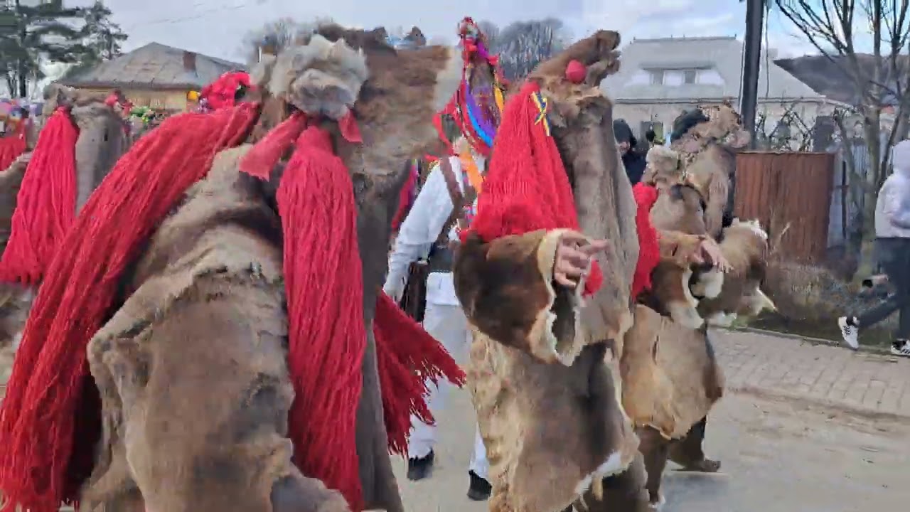 Obiceiuri de Anul Nou ,Com.Cosula 31.12.2025 