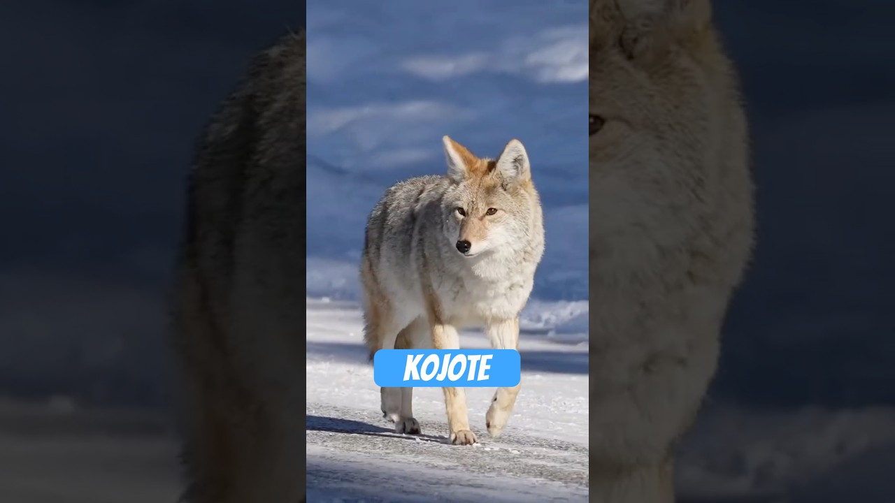 Coyote &ndash; das frechste &Uuml;berlebensgenie der Natur