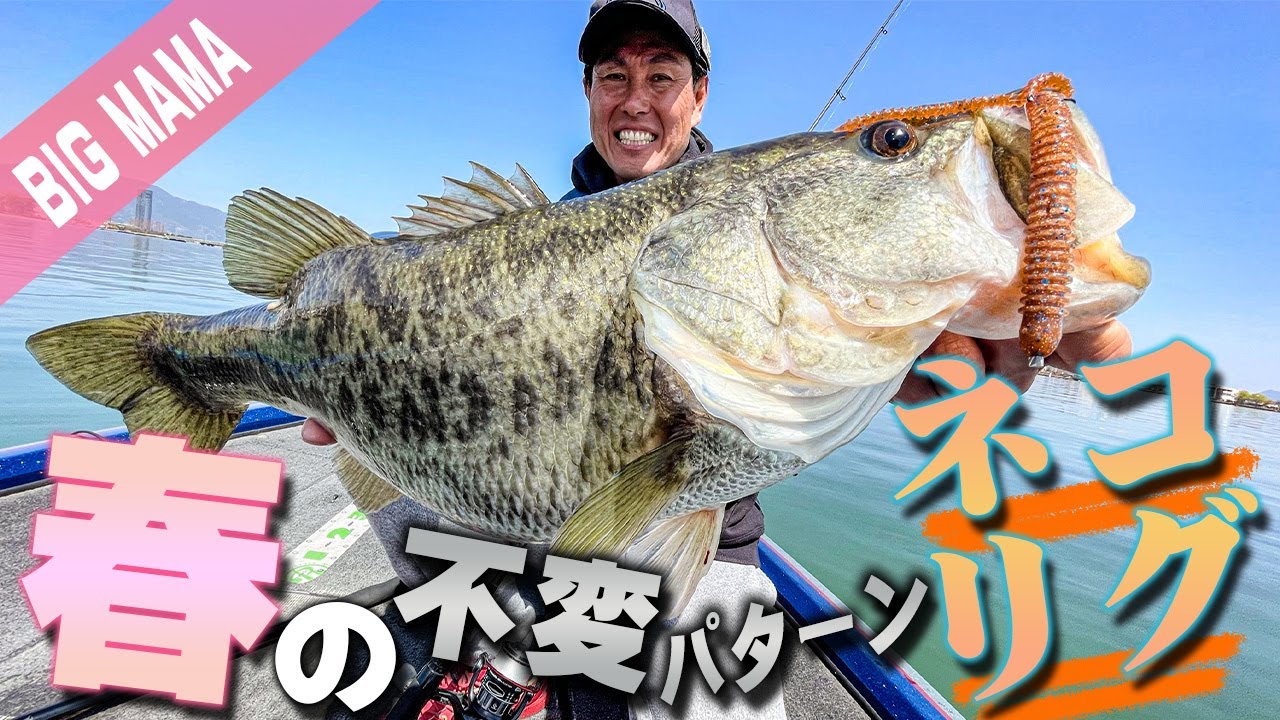 【永久保存版】春の不変パターン ネコリグ