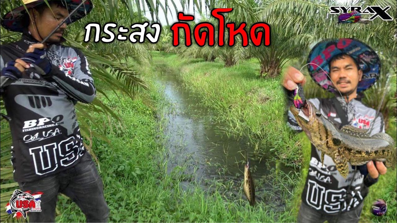 ตกปลาช่อน หมายสวนปาล์ม กบยางไซเร็กซ์ กับ กาน่า เดือด