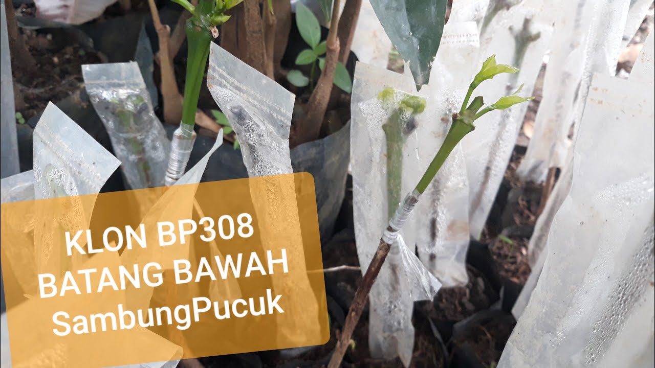 Sambung Pucuk Kopi Robusta Batang Bawah KLON BP308