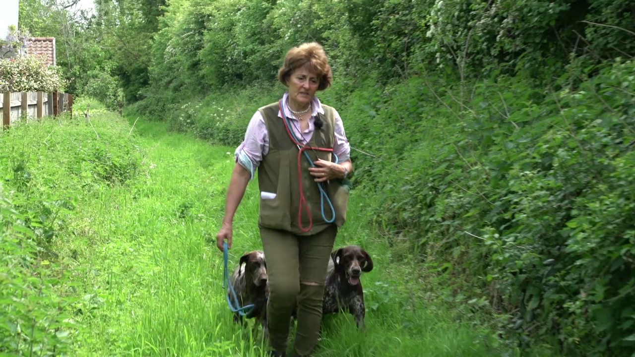 Young German S/H Pointer learning to be obedient off lead