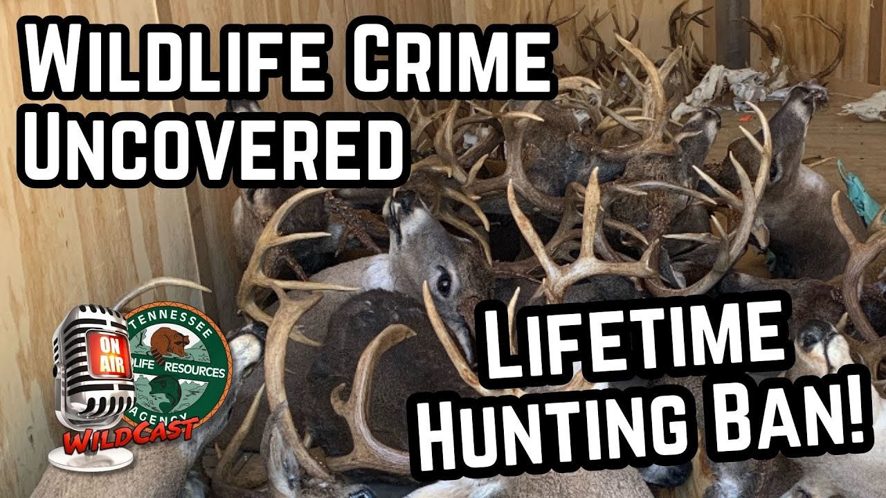Wildlife Crime Uncovered: 50+ Deer Poached & Lifetime Hunting Ban!