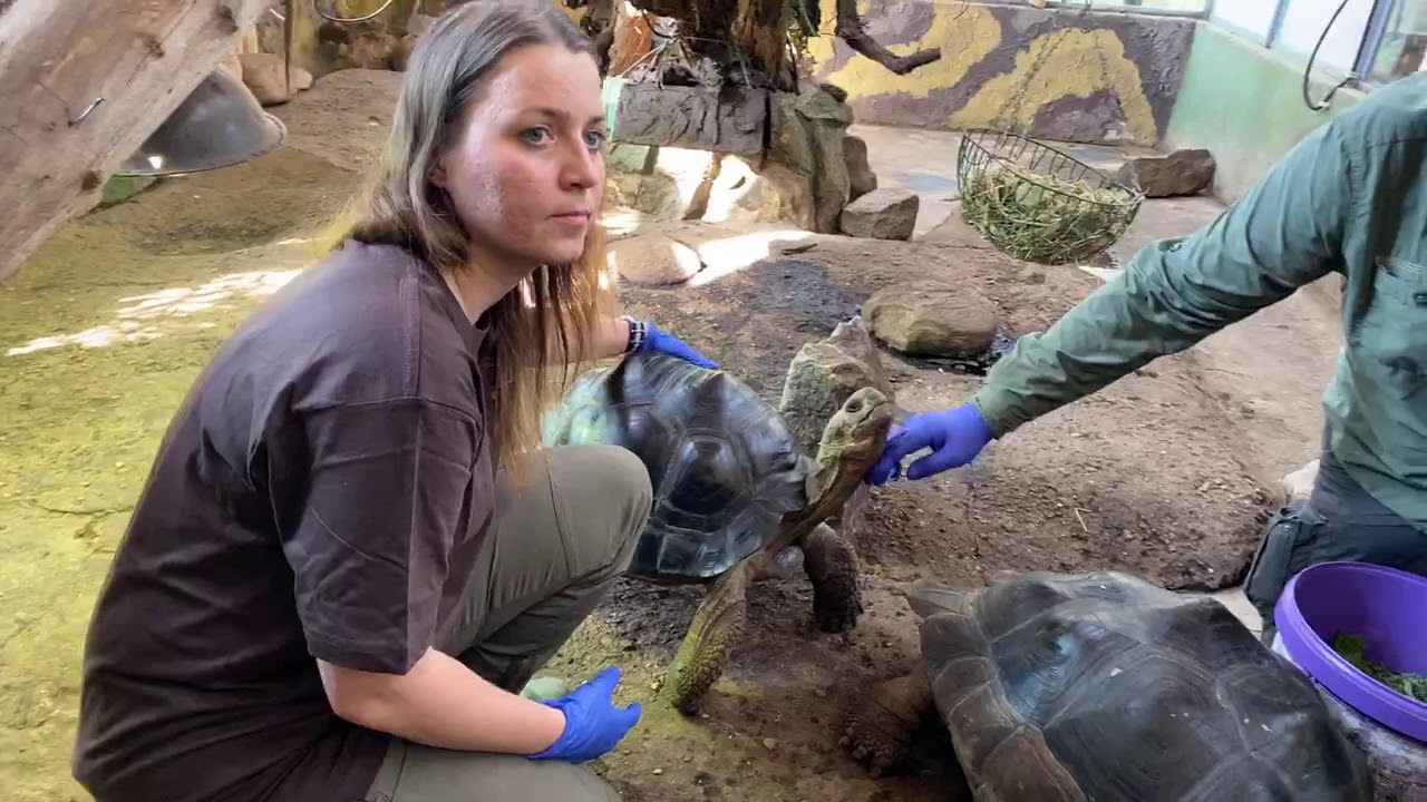#domoweZOO odc 4 Żółwie wrocławskiego ZOO