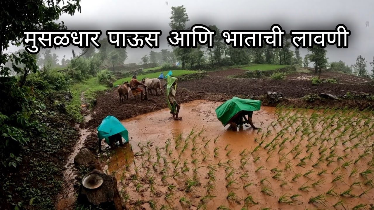 भाताच्या लावणीला सुरवात - कोकणात पाऊस बरसतोय | Rice Farming, Konkan, Sangameshwar | Kokankar Avinash