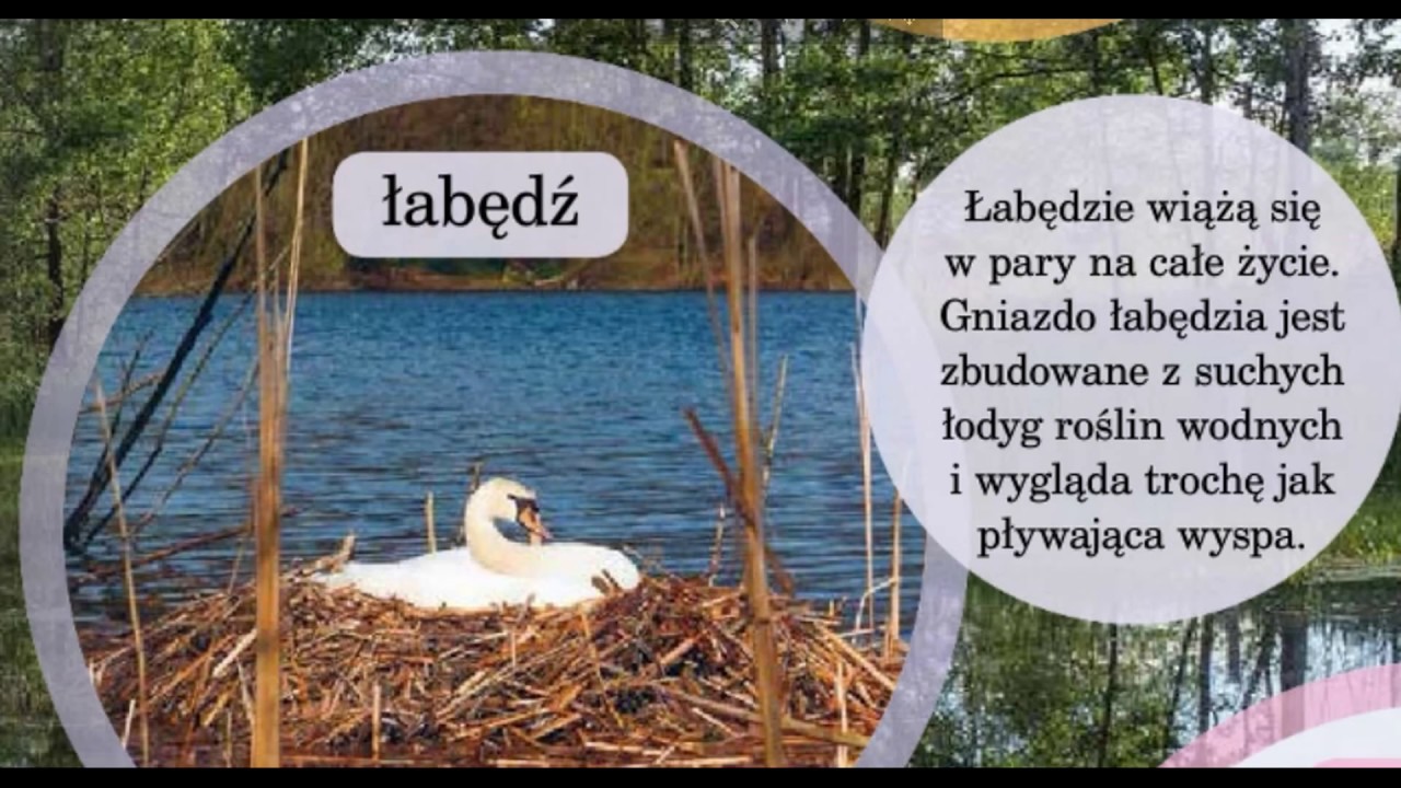 Ptasie gniazda, Elementarz Odkrywców, klasa 1