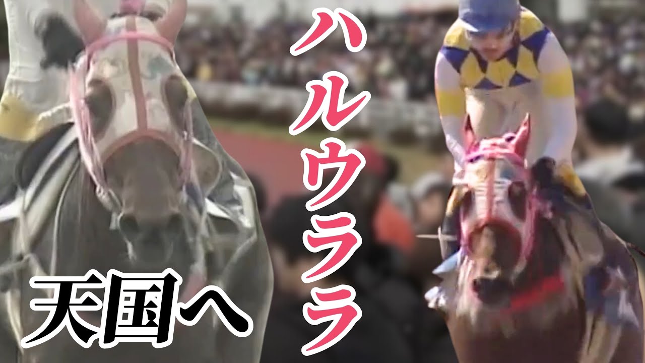 「トップジョッキー武豊騎手も騎乗『負け組の星』113連敗で人気の競走馬ハルウララ天国へ 高知競馬関係者ら追悼の声」2025/9/10放送