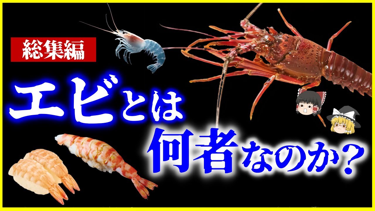 【ゆっくり解説】「エビ」とは何者なのか？7選まとめ/桜えび、伊勢海老、寿司屋の海老、淡水と海水のエビ【総集編】＜作業用＞＜睡眠用＞