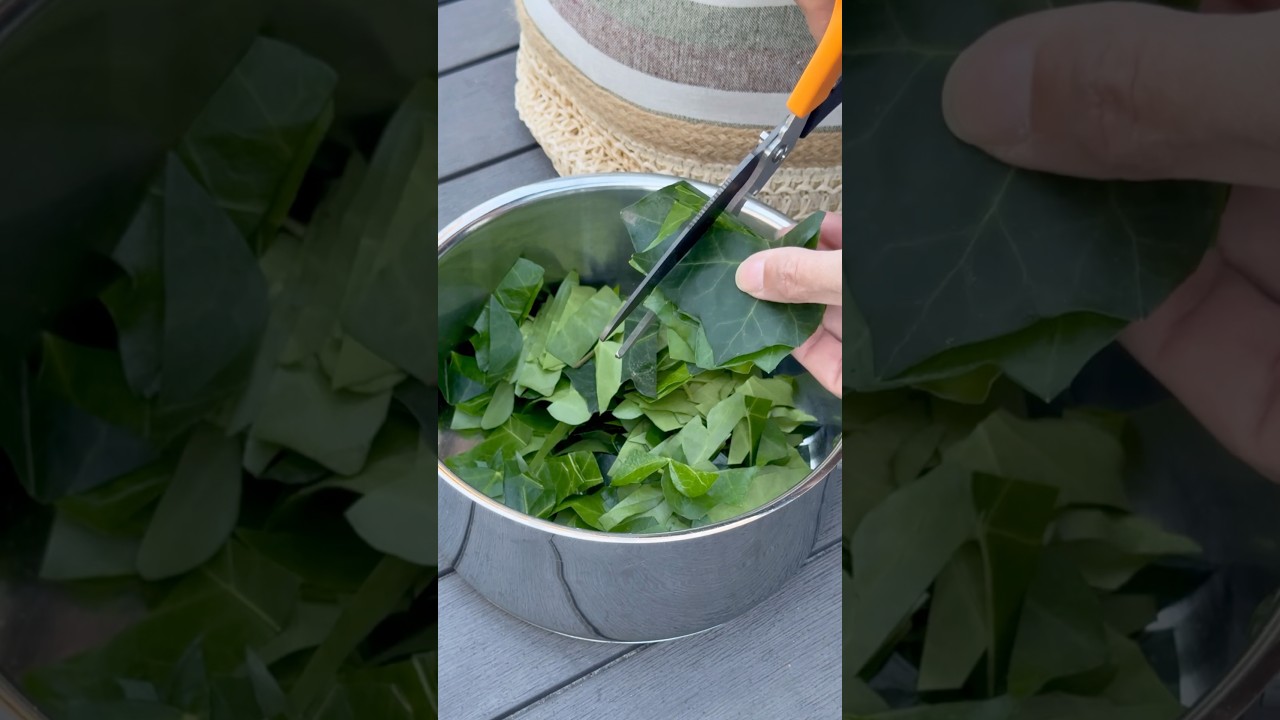 DIY English Ivy Laundry Soap #englishivy #soap #gardeningtips #diy
