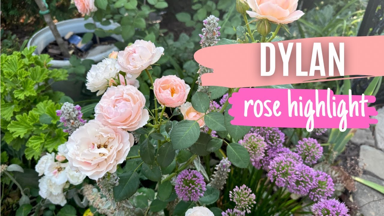 Dylan Rose Review - It’s worth the hype! 