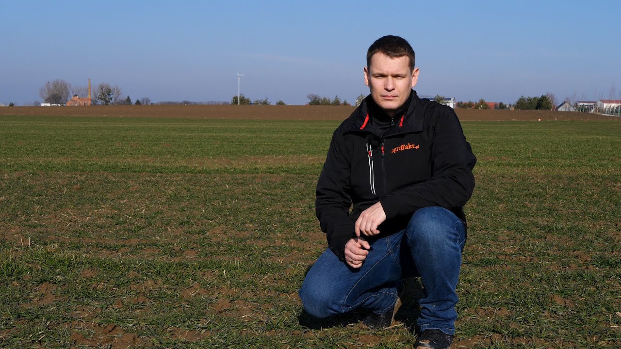 Ile azotu na hektar? Obliczamy dawkę nawozu. Raport z pola