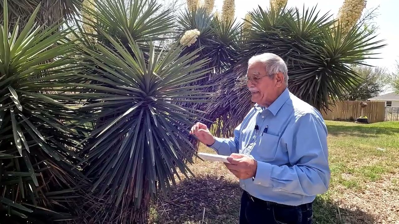 The Yucca Pita—Known By Many Names
