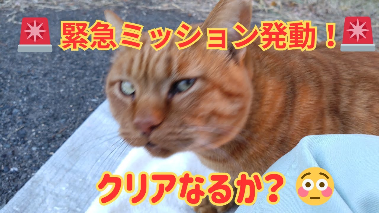 【地域猫】緊急ミッション発動！クリアなるか？😺11月撮影分のパート22です😺