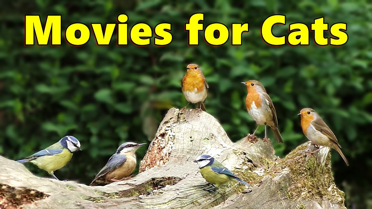 Cat TV for Cats ~ Birds in A Woodland Paradise ⭐ 8 HOURS ⭐